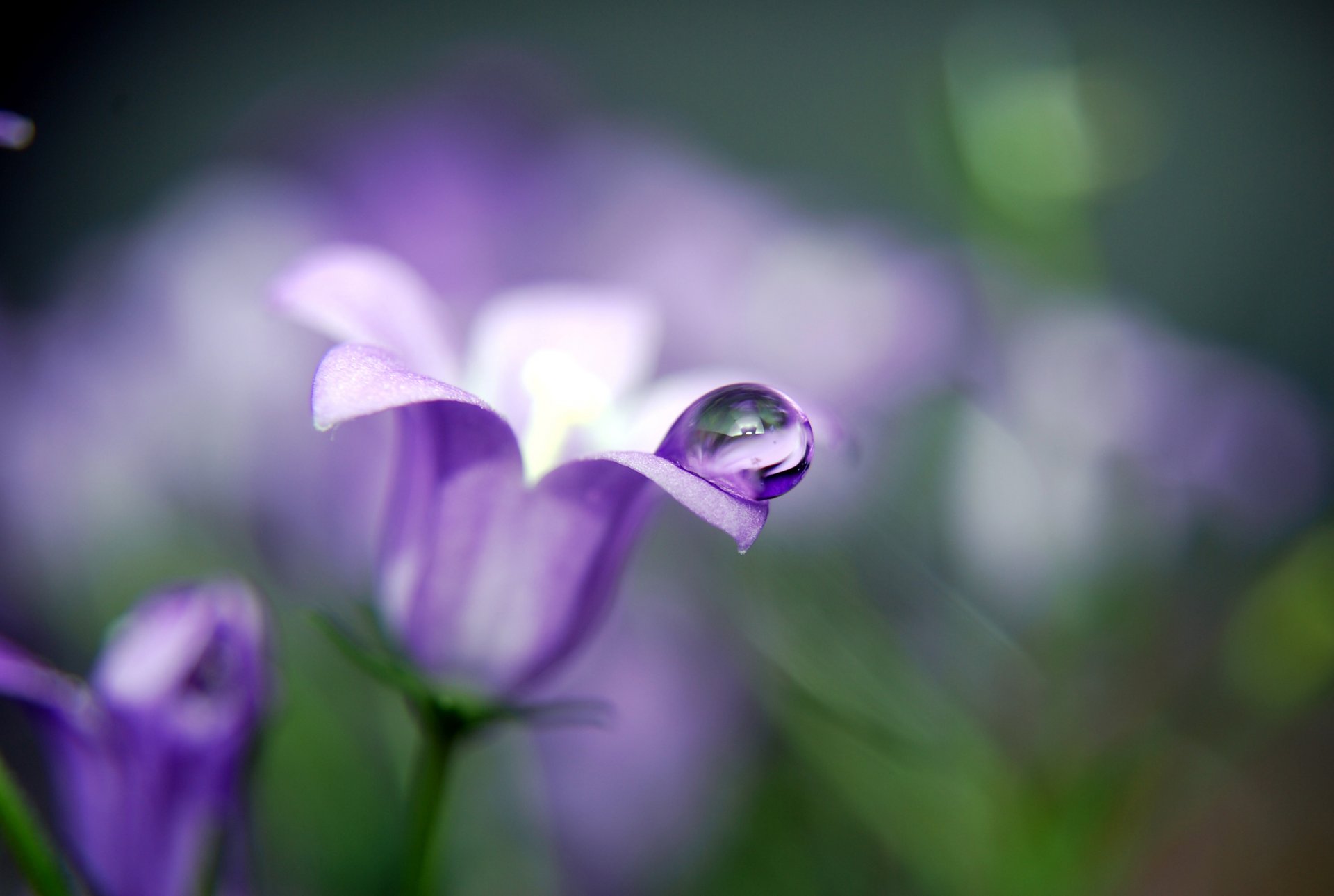 cloche fleur plantes gouttes goutte gros plan nature