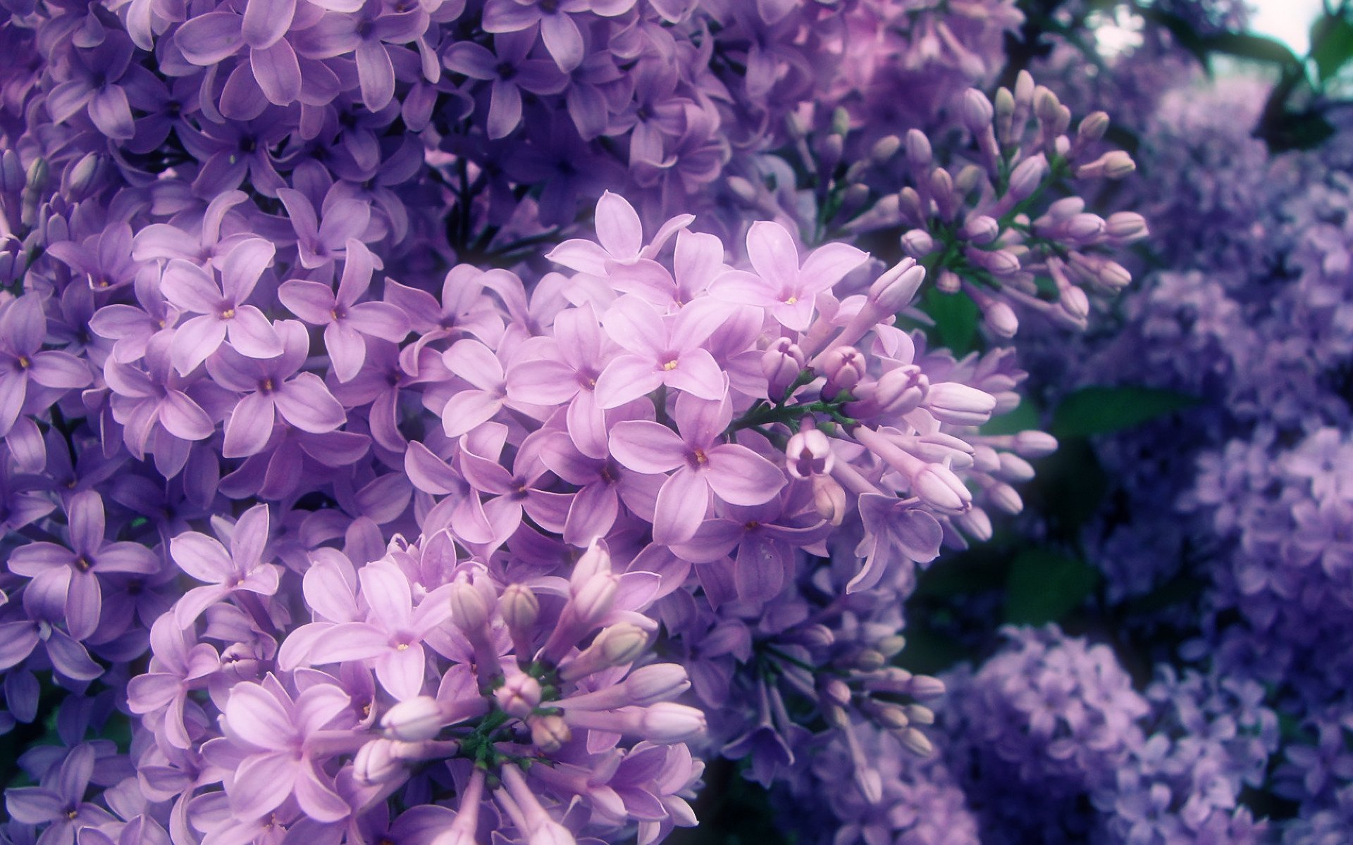 printemps floraison lilas pétales branche