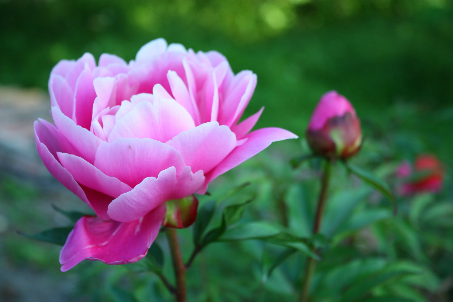 цветок розовый пион лепестки растения макро зеленый