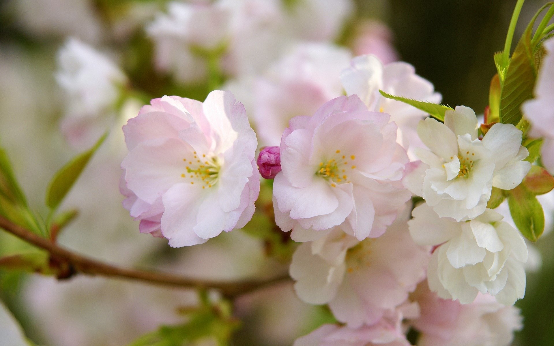 sakura kwiaty różowe płatki makro gałąź kwitnienie wiosna