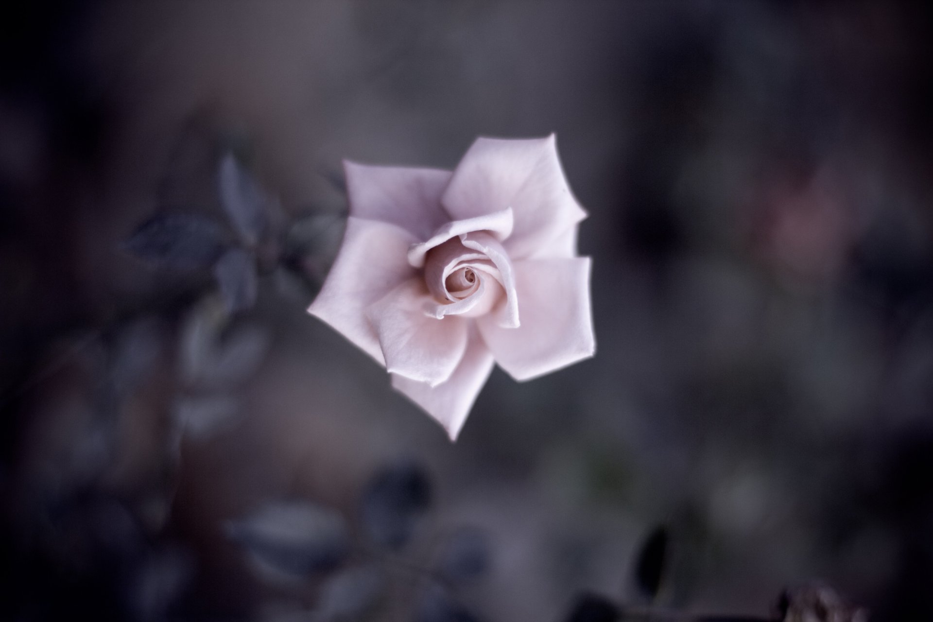 rose pink petals bud flower leaves shadow flowers blur close up tender