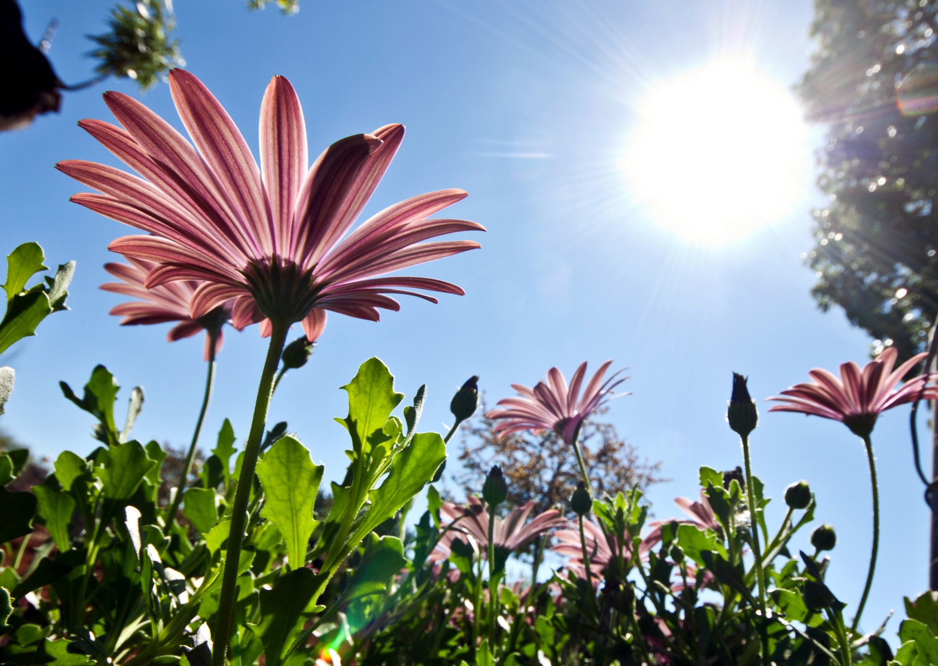 fiori petali natura primavera cielo rosa sole dal basso verso l alto