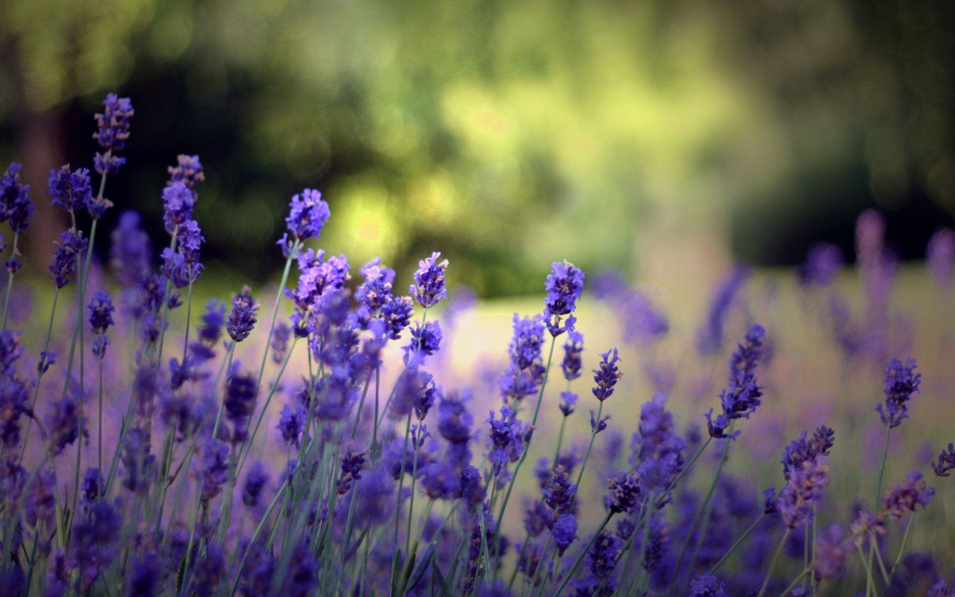 nature clairière été fleurs floraison plantes fond fond d écran