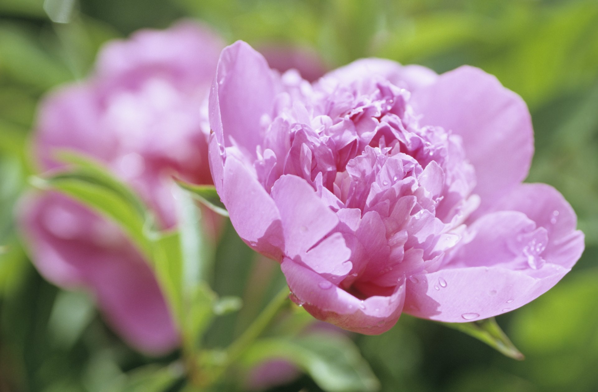 pivoine fleur fleurs bourgeon pétales rose rosée gouttes gros plan nature