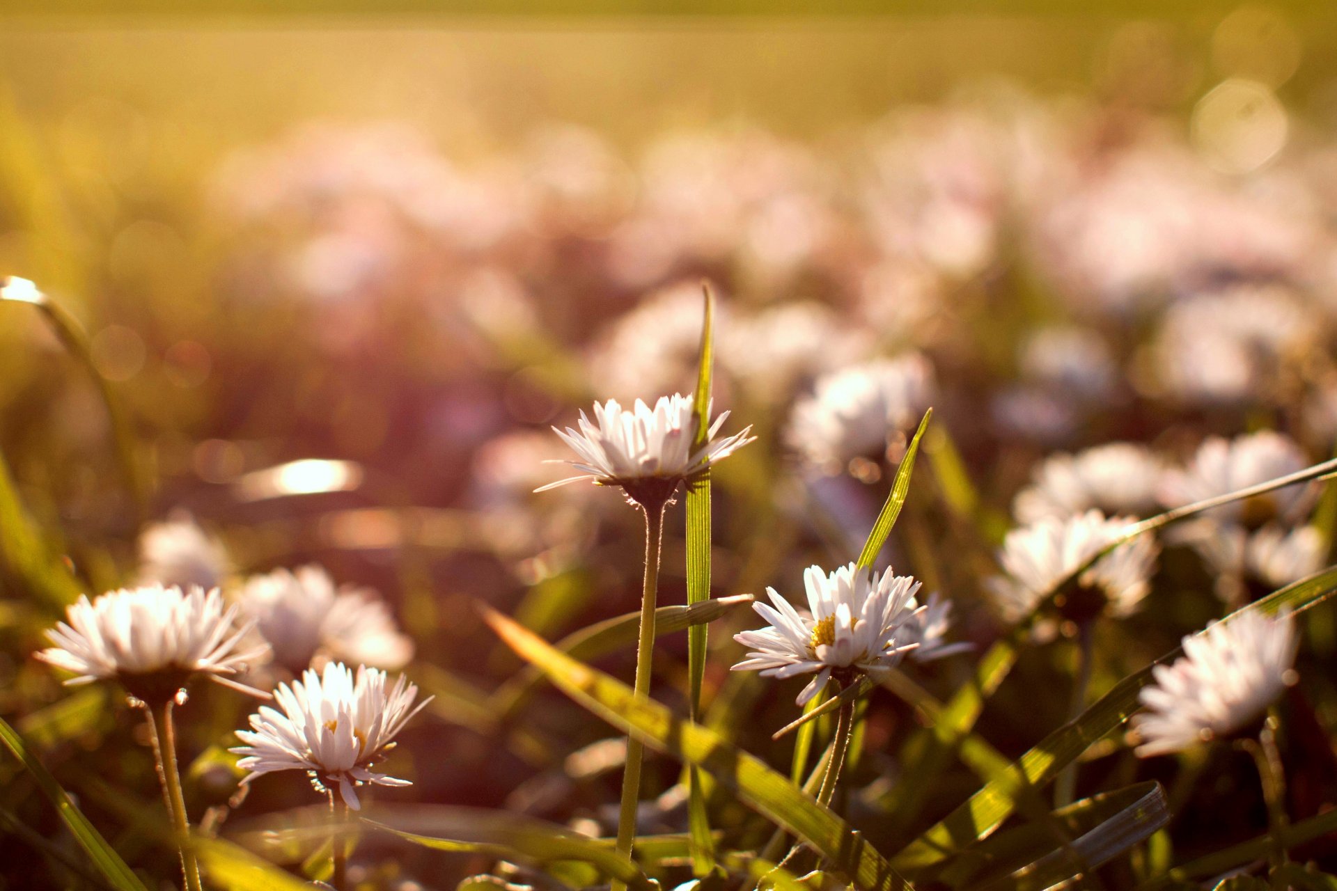 gänseblümchen blumen knospen weiß gras lichtung natur