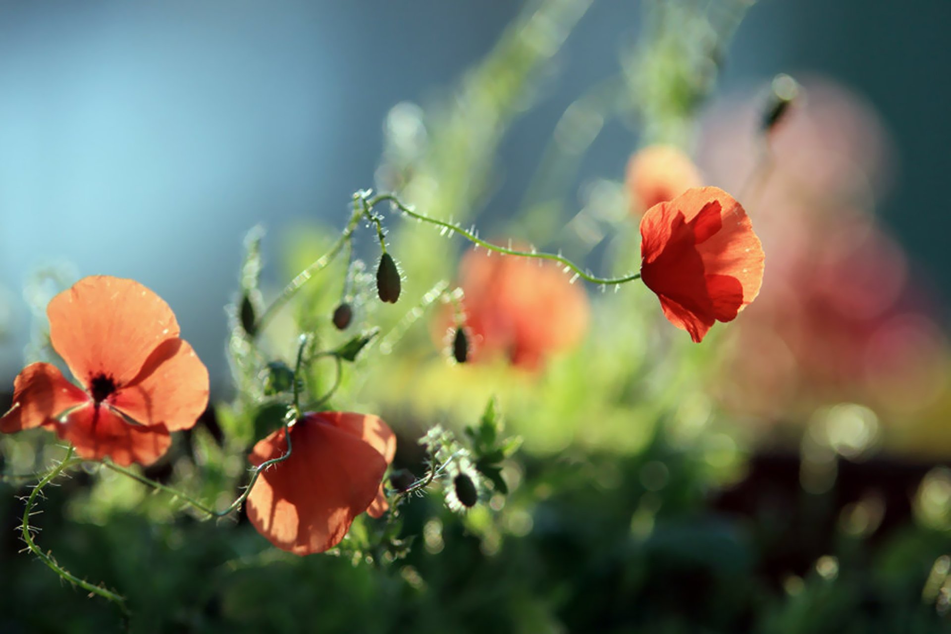 poppies poppy green