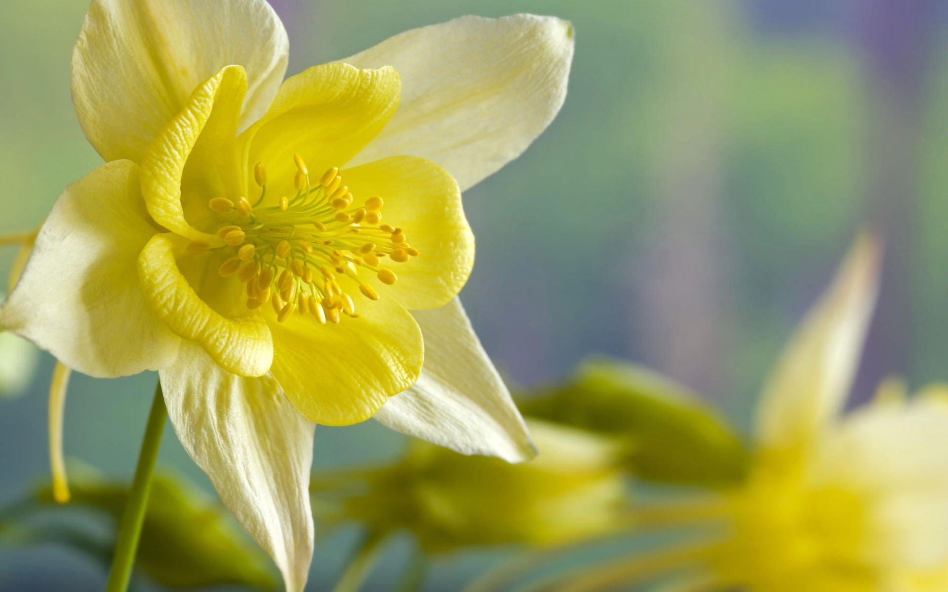 fiore narciso giallo primavera macro fiori