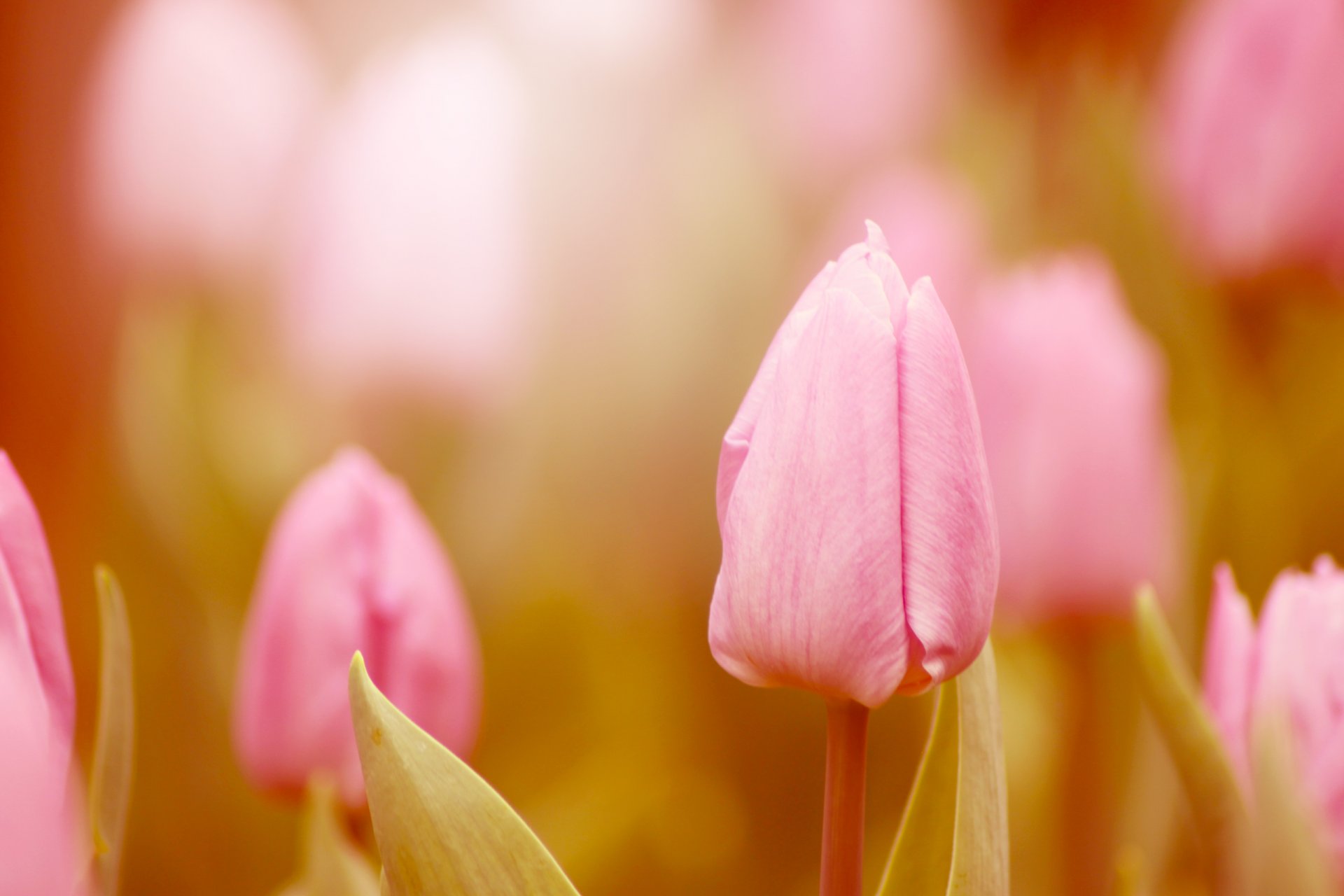 tulipan tulipany kwiaty pąki różowy kolor światło makro leczenie rozmycie natura wiosna