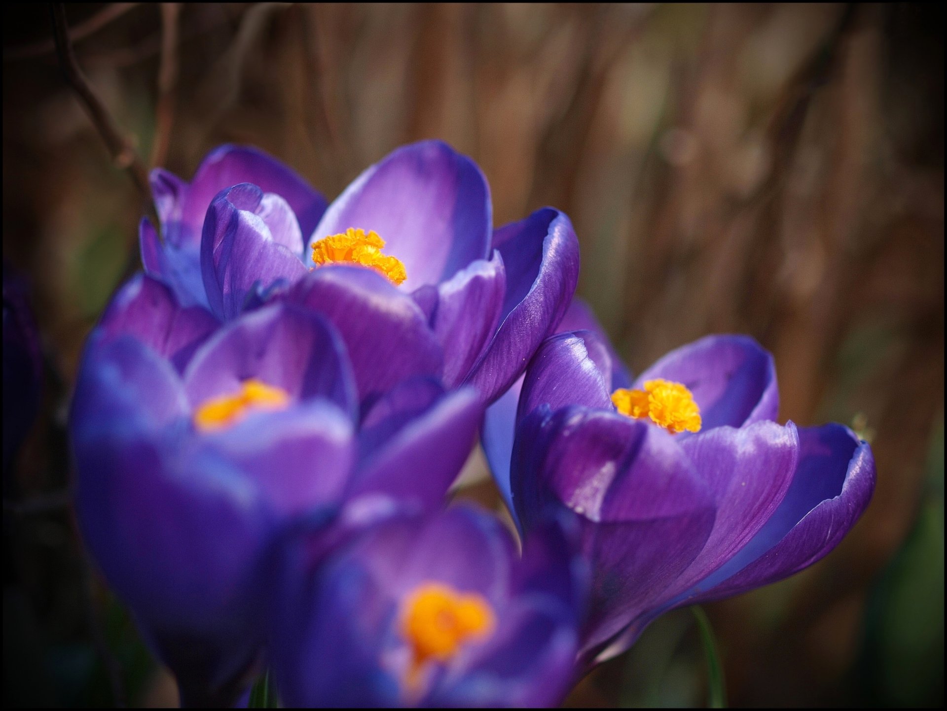 crocus pétales macro violet lilas orange