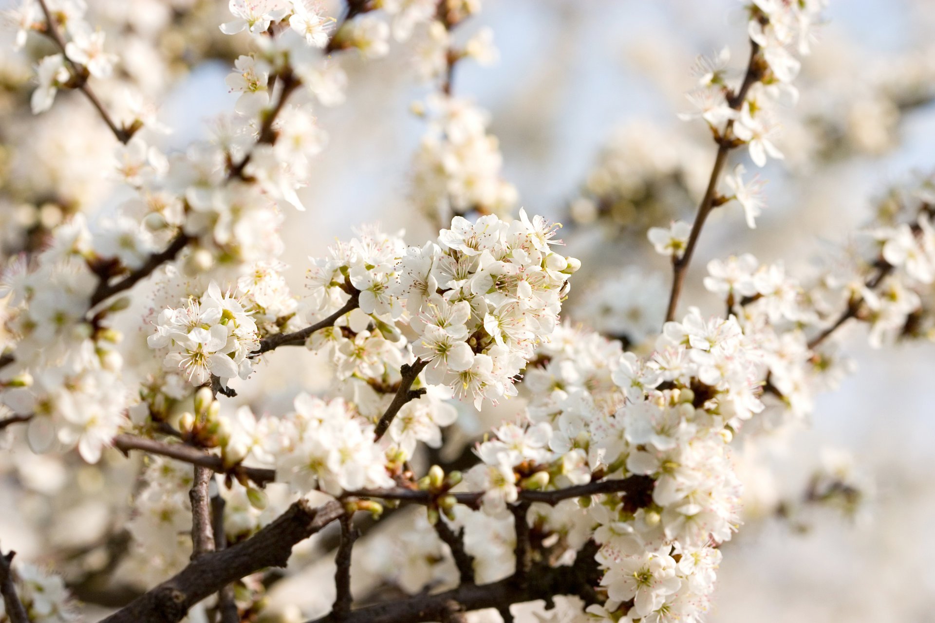 kirschblüten schöne natur hintergrundbilder blumen weiß kirsche blüte frühling weiß blütenblätter zweige zärtlichkeit schönheit makro