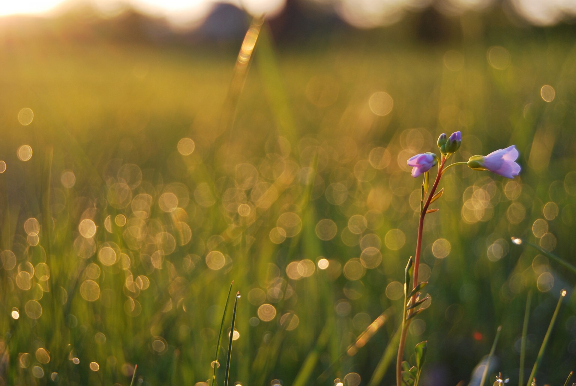 gras pflanzen feld blumen tropfen blendung tau makro sommer frische licht schönheit