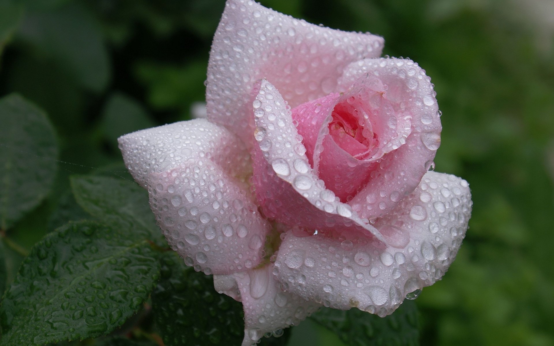 rosa rosa flor gotas de agua hermoso fondo de pantalla naturaleza rosa rosa brote pétalos rocío gotas belleza ternura