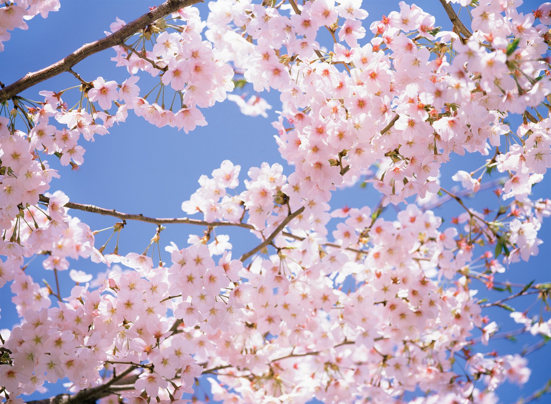 japon parc sakura cerises printemps fleurs rose blanc fleur de cerisier cerise branches rose blanc pétales printemps beauté tendresse ciel rayons du soleil