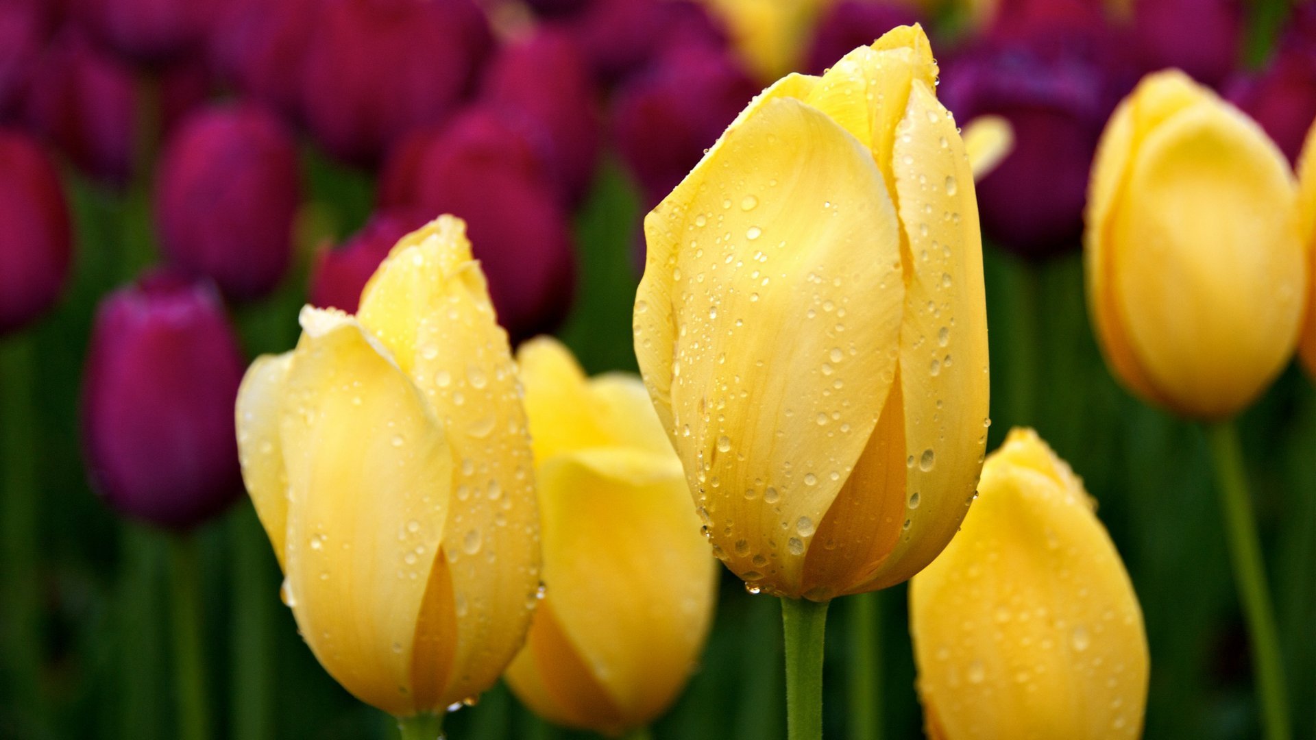 tulipani tulipano fiori fiore bocciolo petali rugiada gocce primavera natura