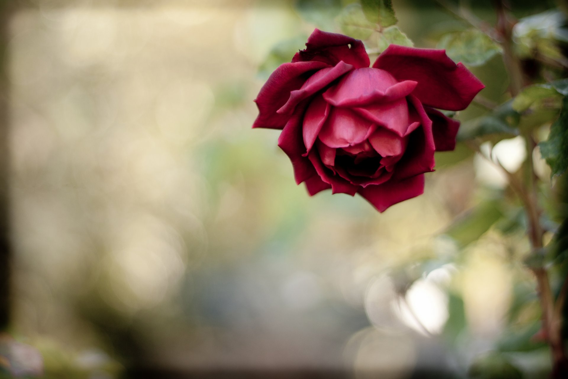 rot rose blume blütenblätter stiel