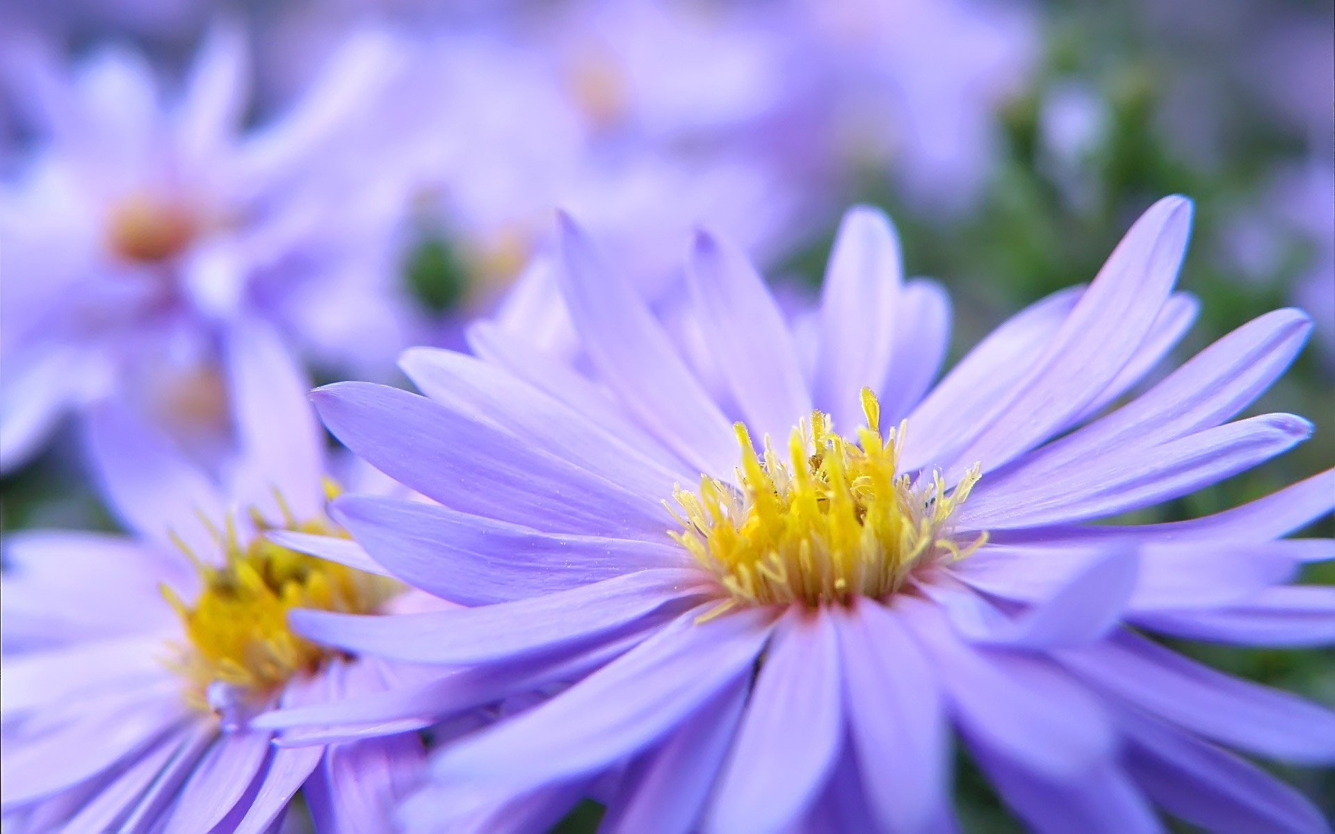 petals purple yellow close up