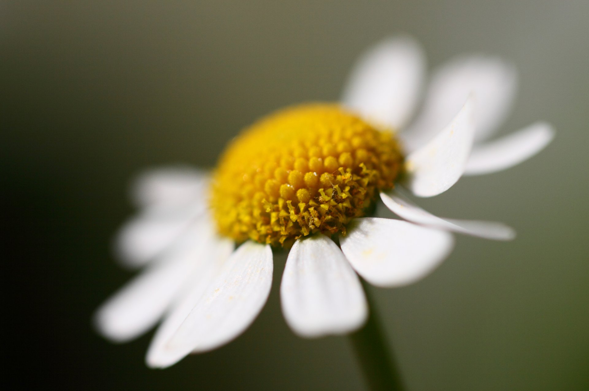 fleur camomille un grand