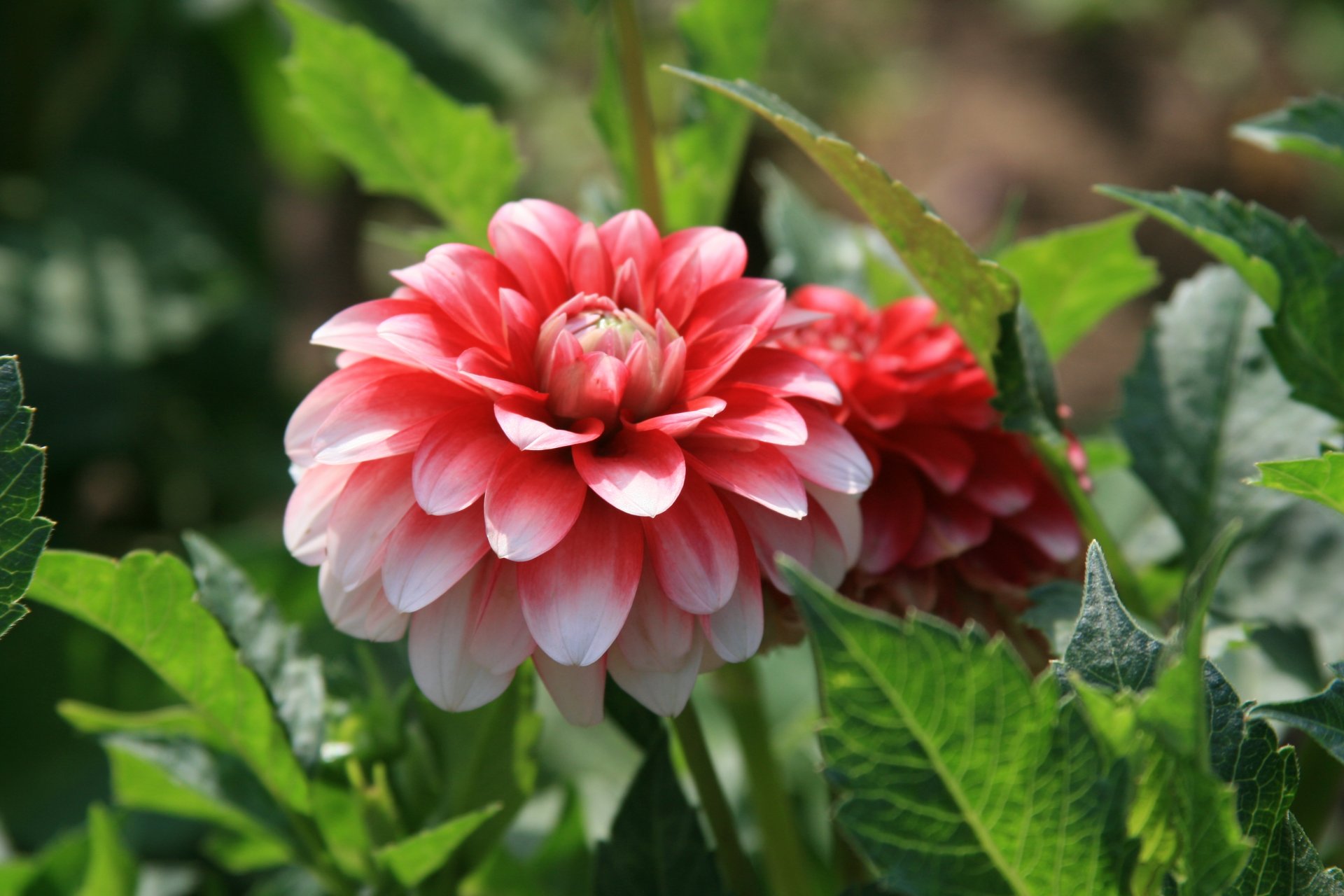 fiori fiore peonia sole mattina passeggiata umore estate gioia luminoso