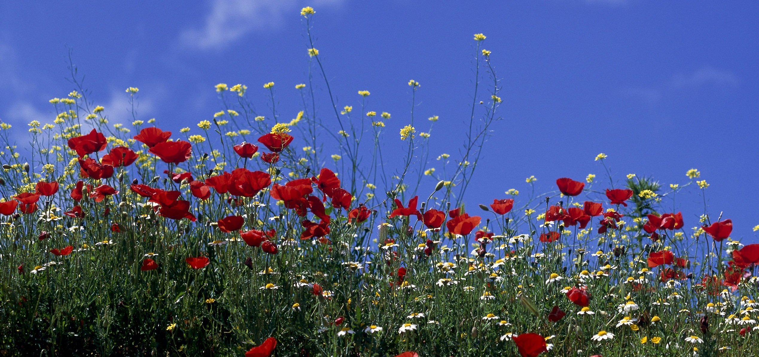 coquelicots champ fleurs ciel marguerites soleil