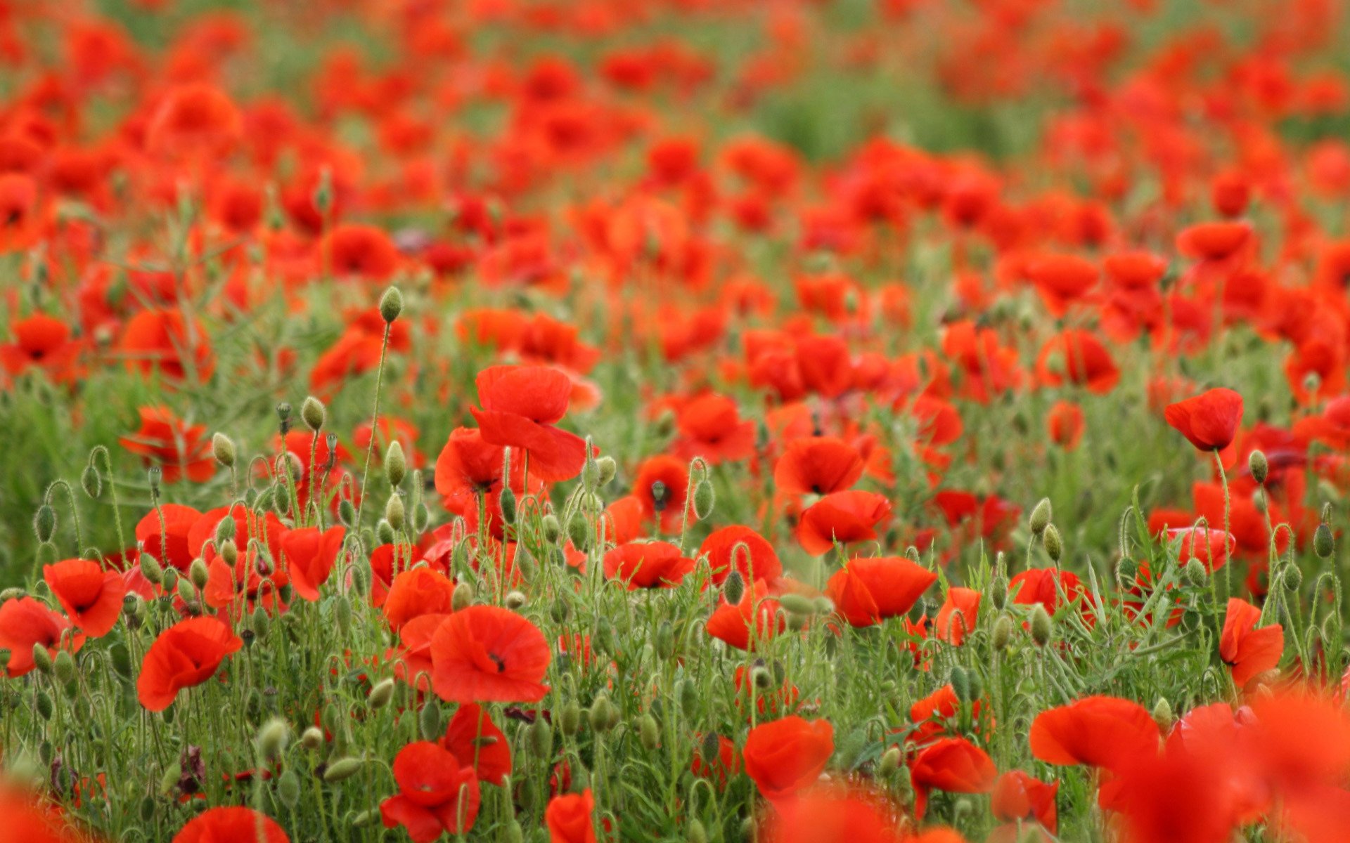 champ rouge coquelicot fleurs