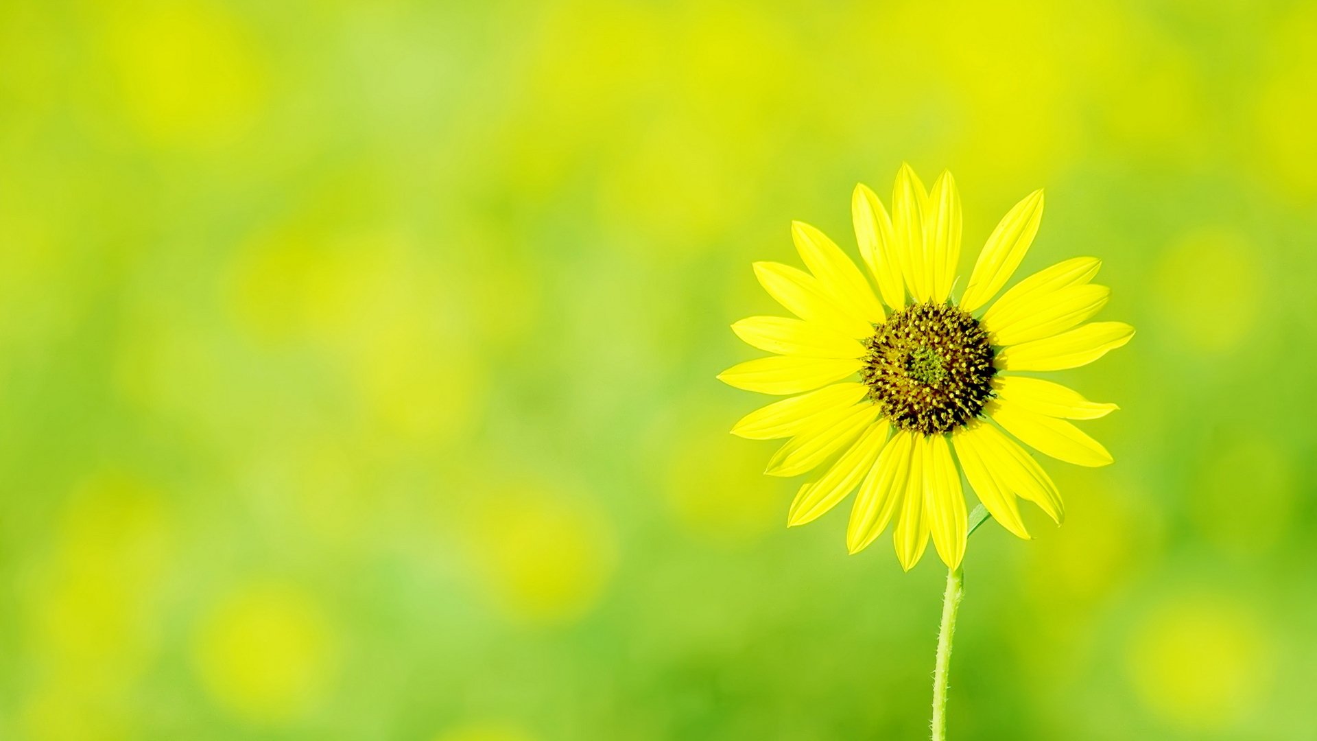 flowers chamomile yellow flower green background