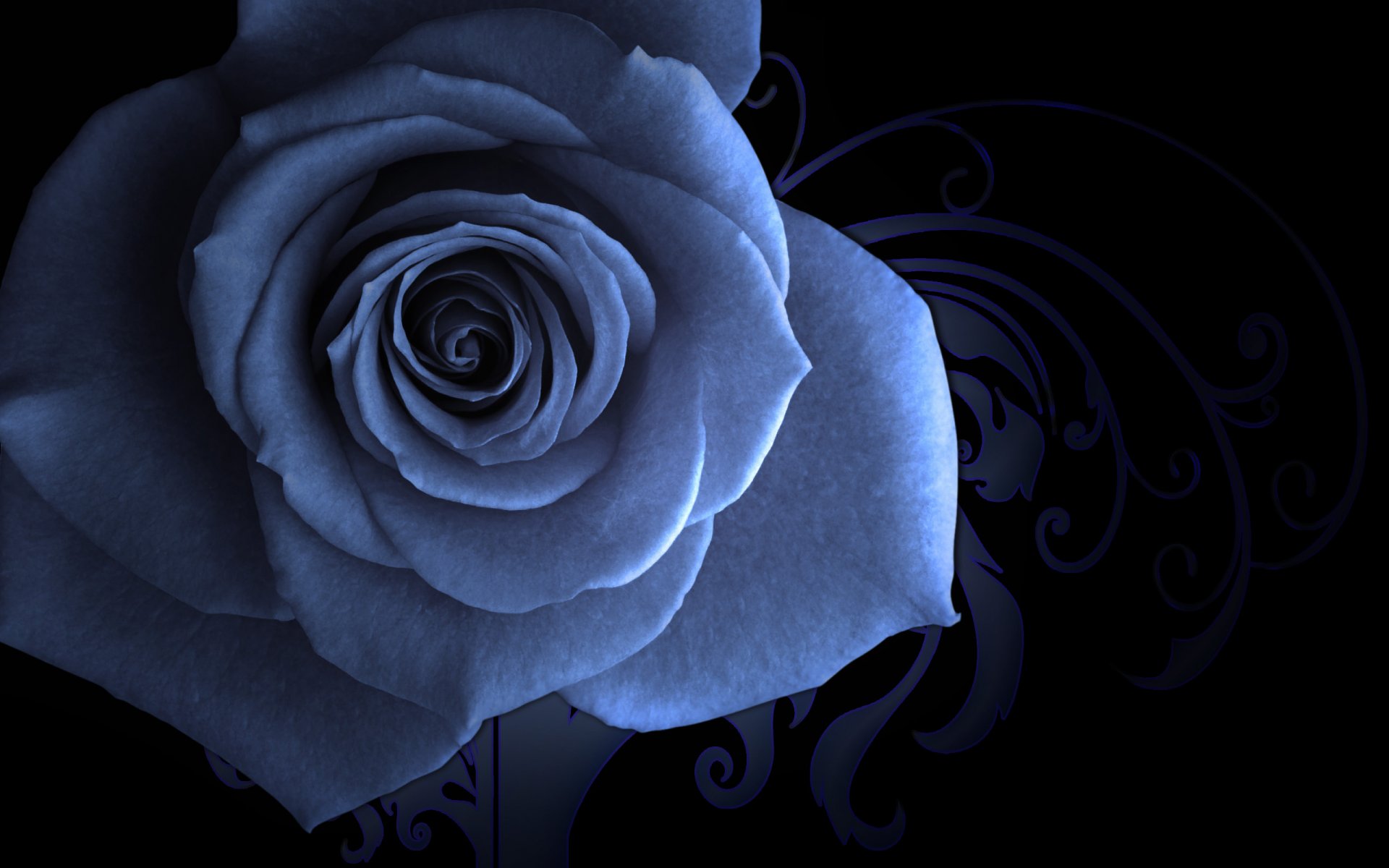 blue rose patterned background saver