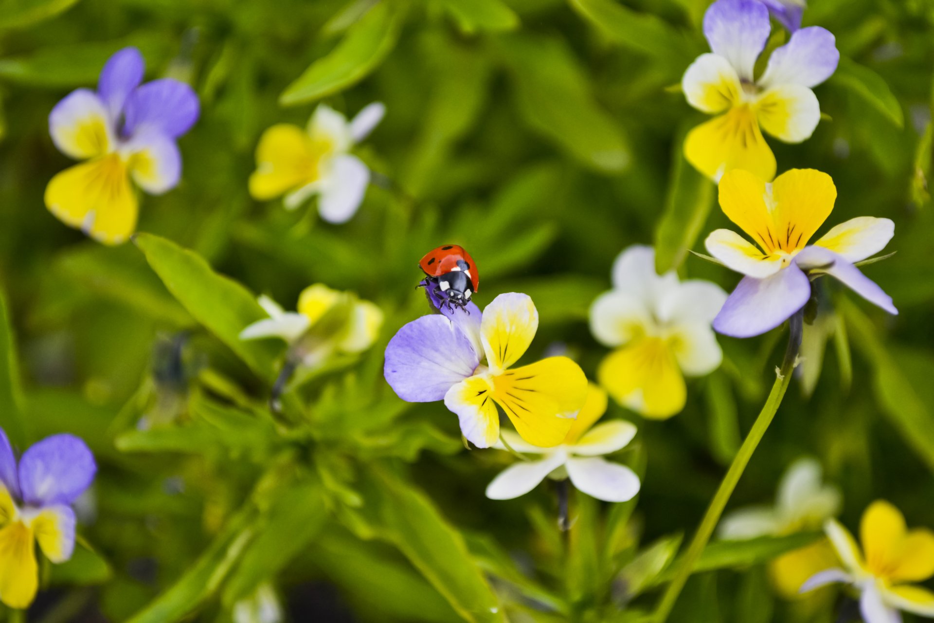 macro coccinella scarabeo viole del pensiero fiori