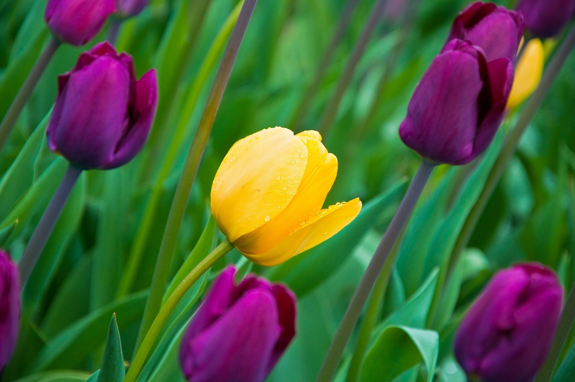 tulipanes flores brotes pétalos hojas primavera naturaleza