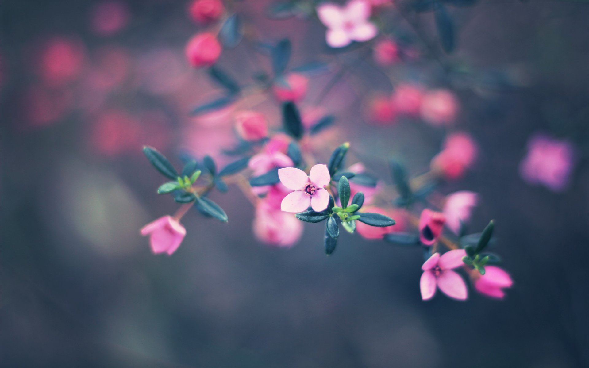 blumen natur farben bokeh farben 2560x1600