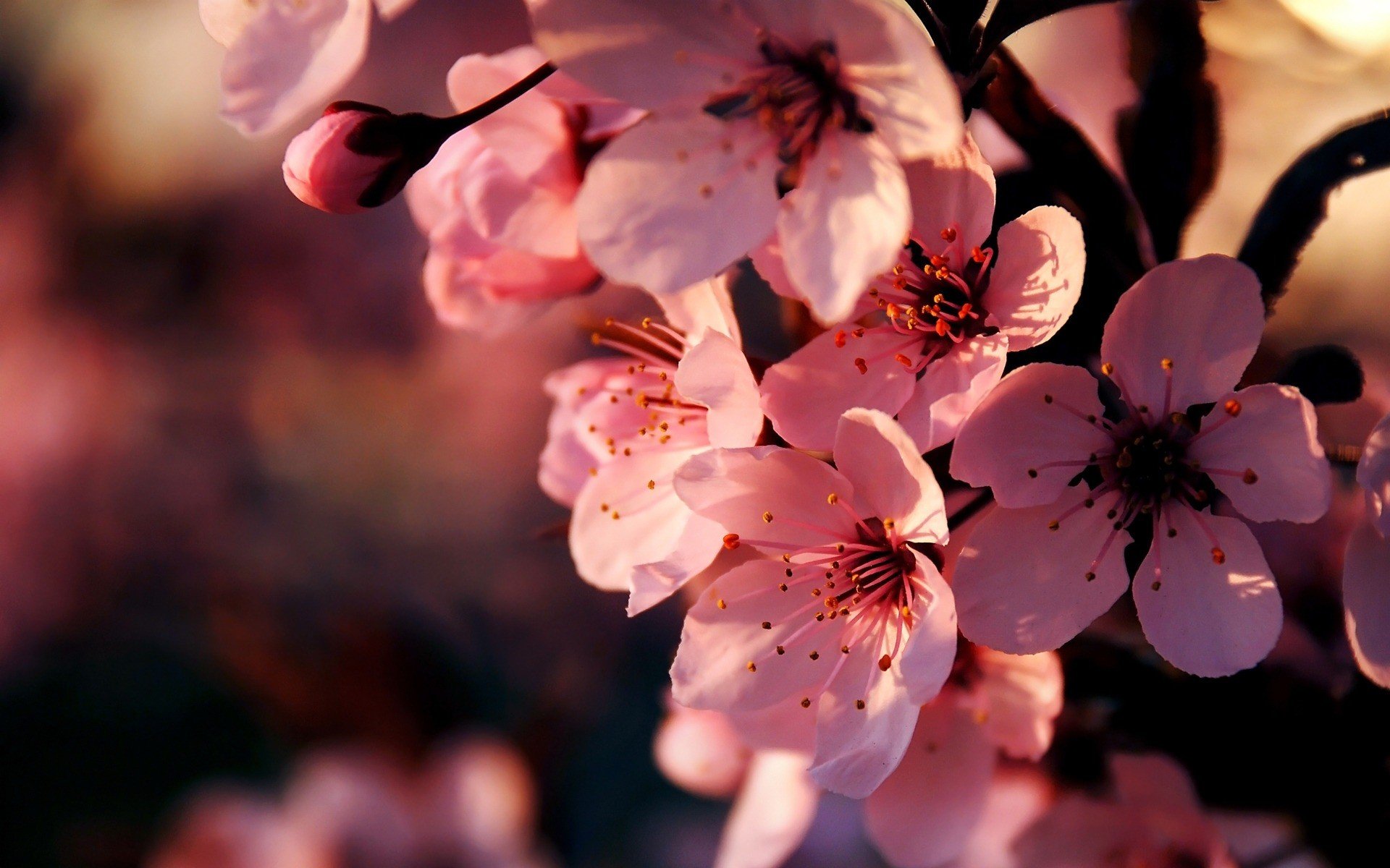 floraison rose fleurs cerise sakura branche printemps gros plan