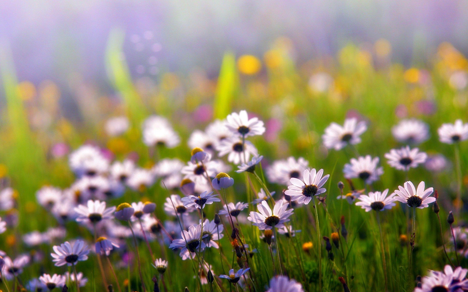 été marguerites fleurs blanc pétales champ plantes herbe lumière couleurs