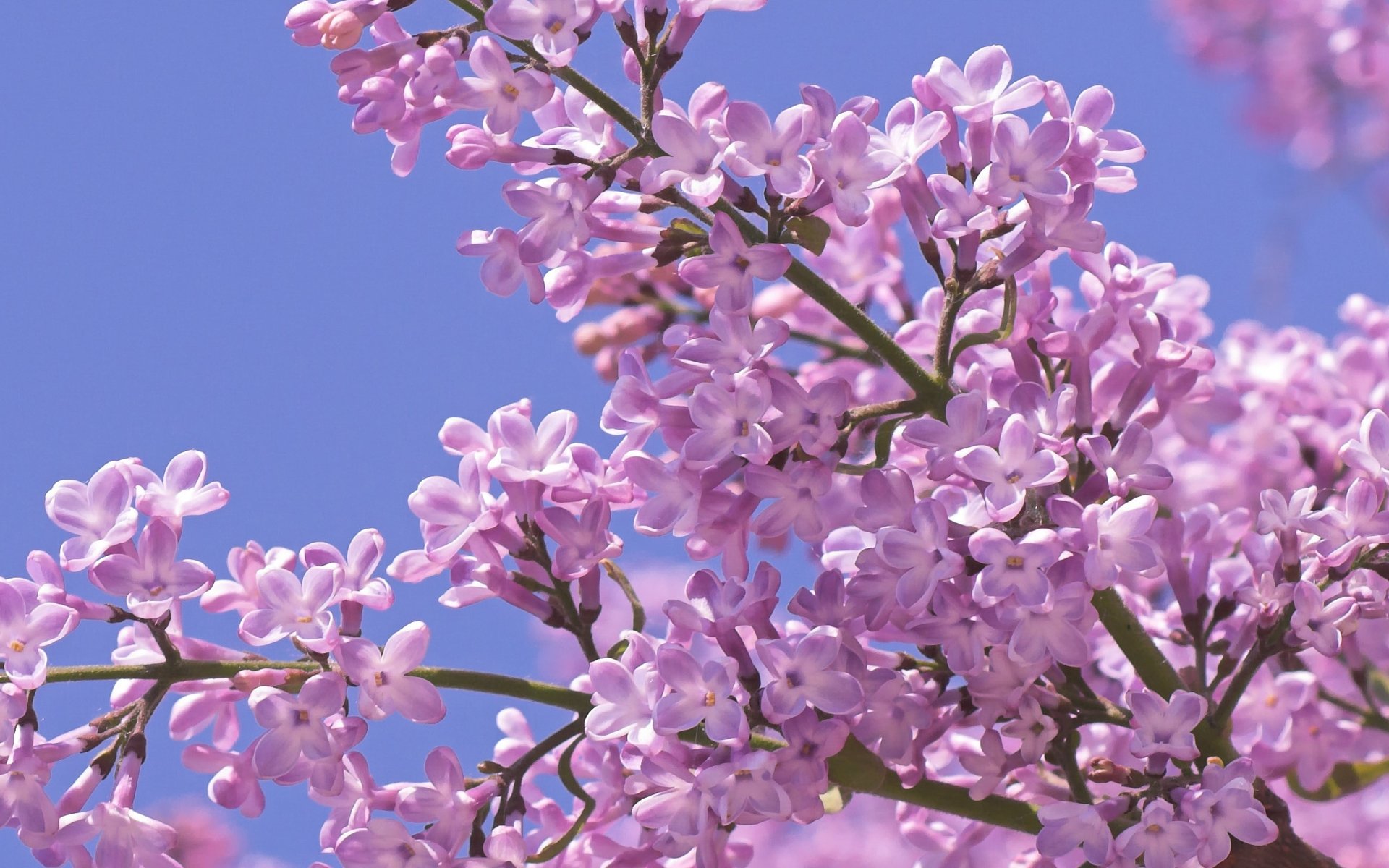 flieder blumen frühling makro