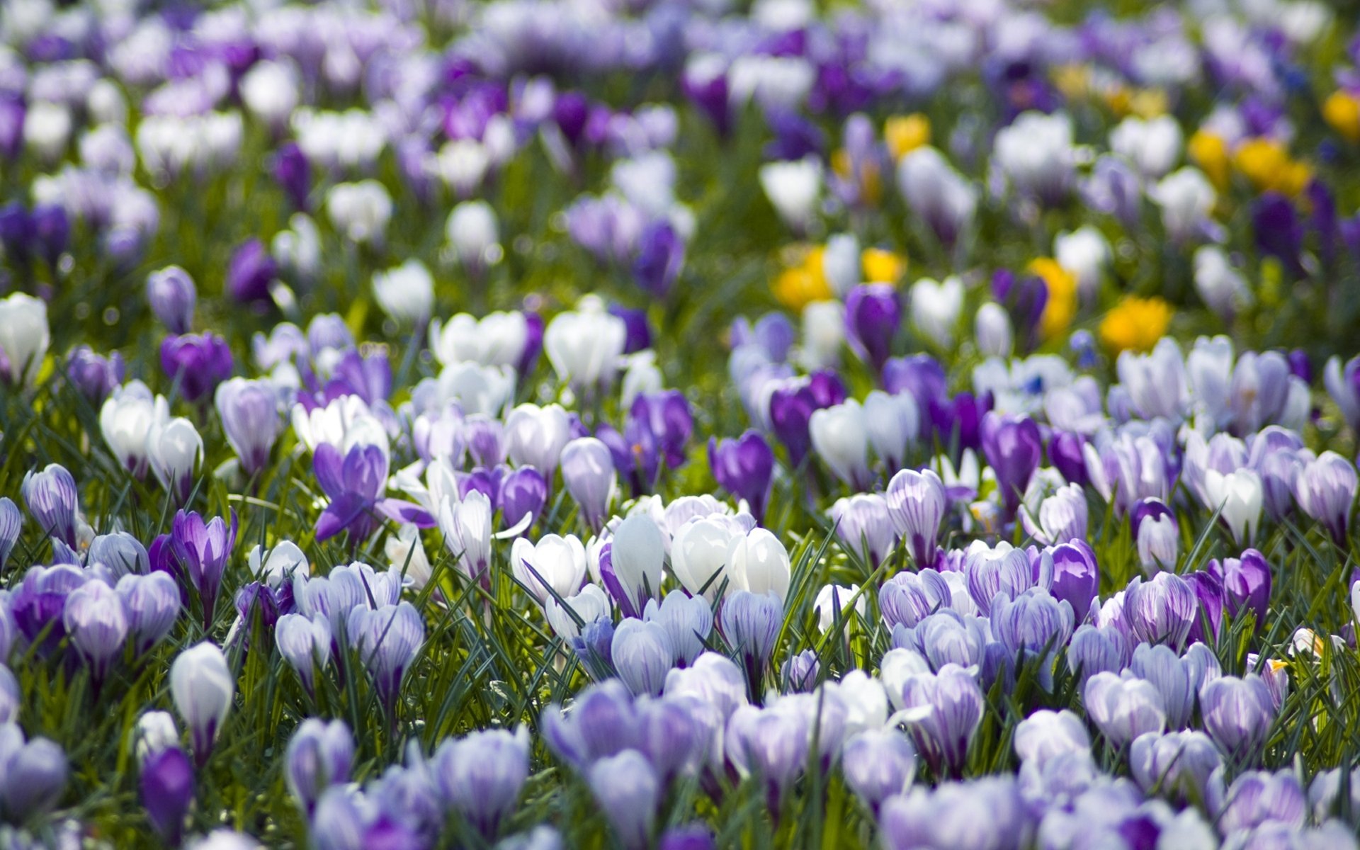 krokusse primel lichtung weiß flieder frühling natur