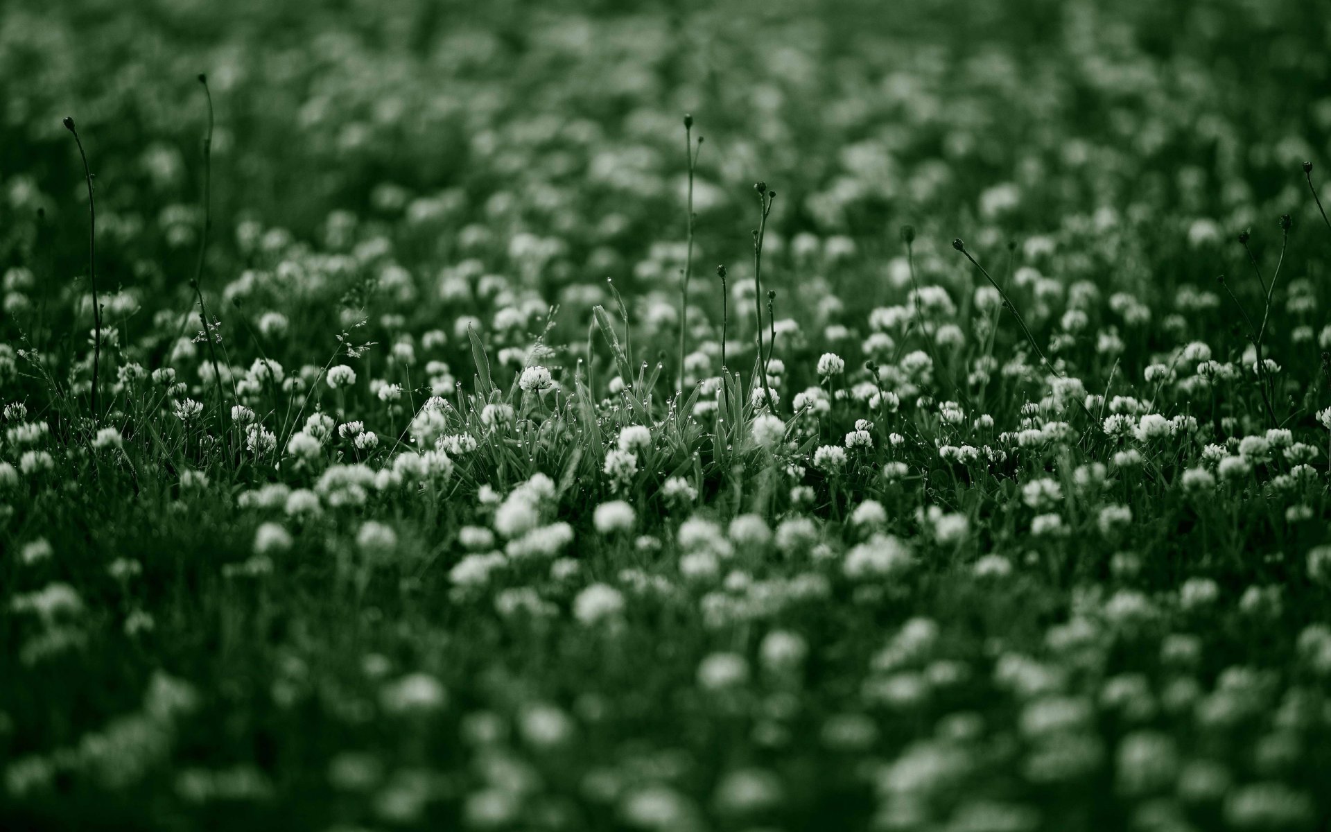 fleurs sauvages fleurs fleur nature herbe matin rosée verdure fraîcheur