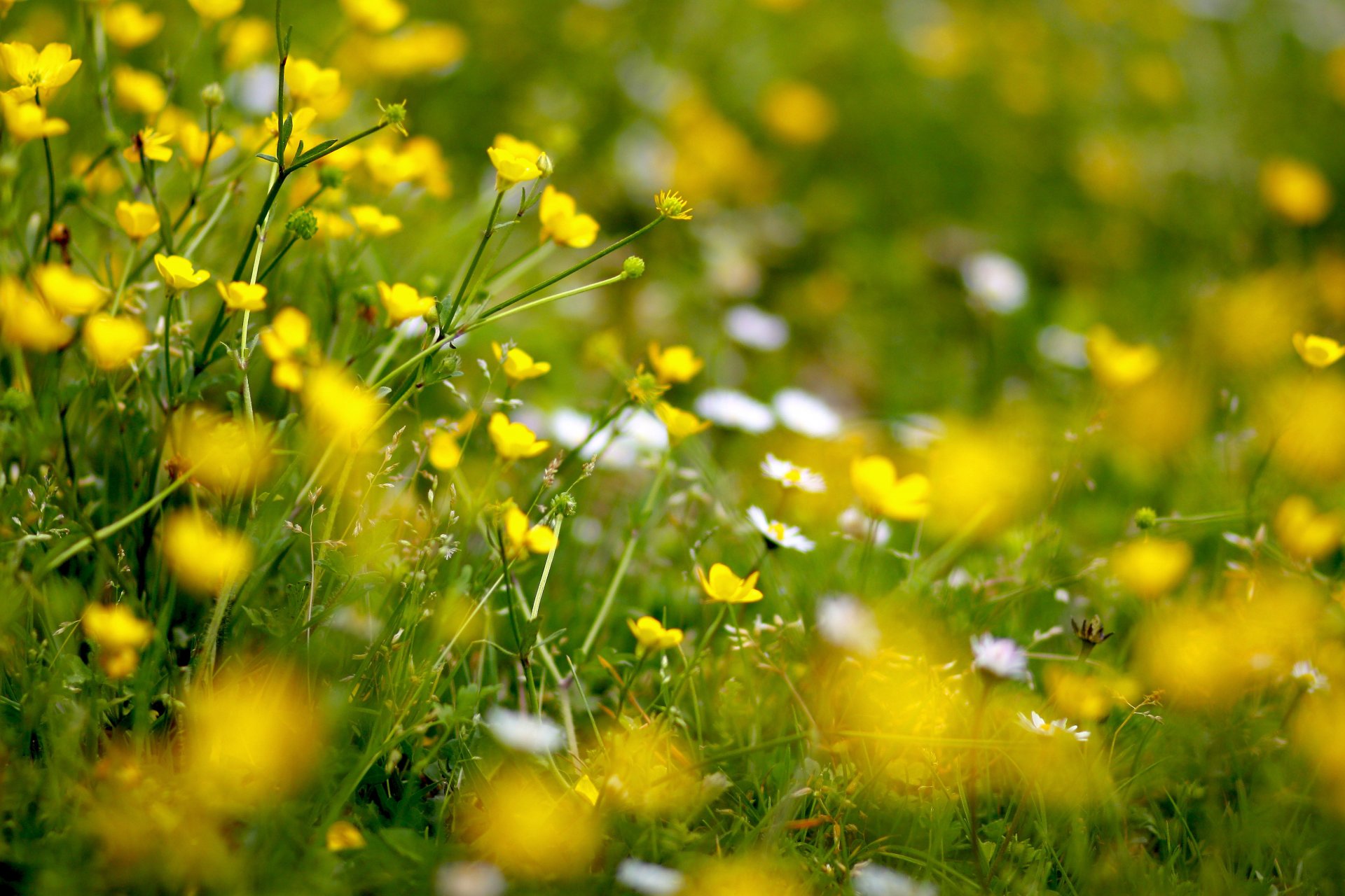 flower buttercups yellow field