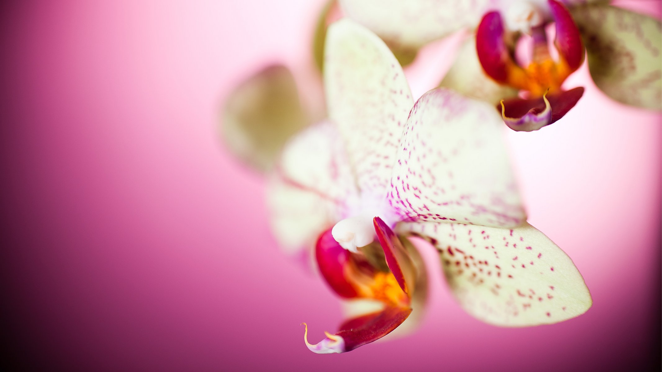 orquídea macro pétalos flores