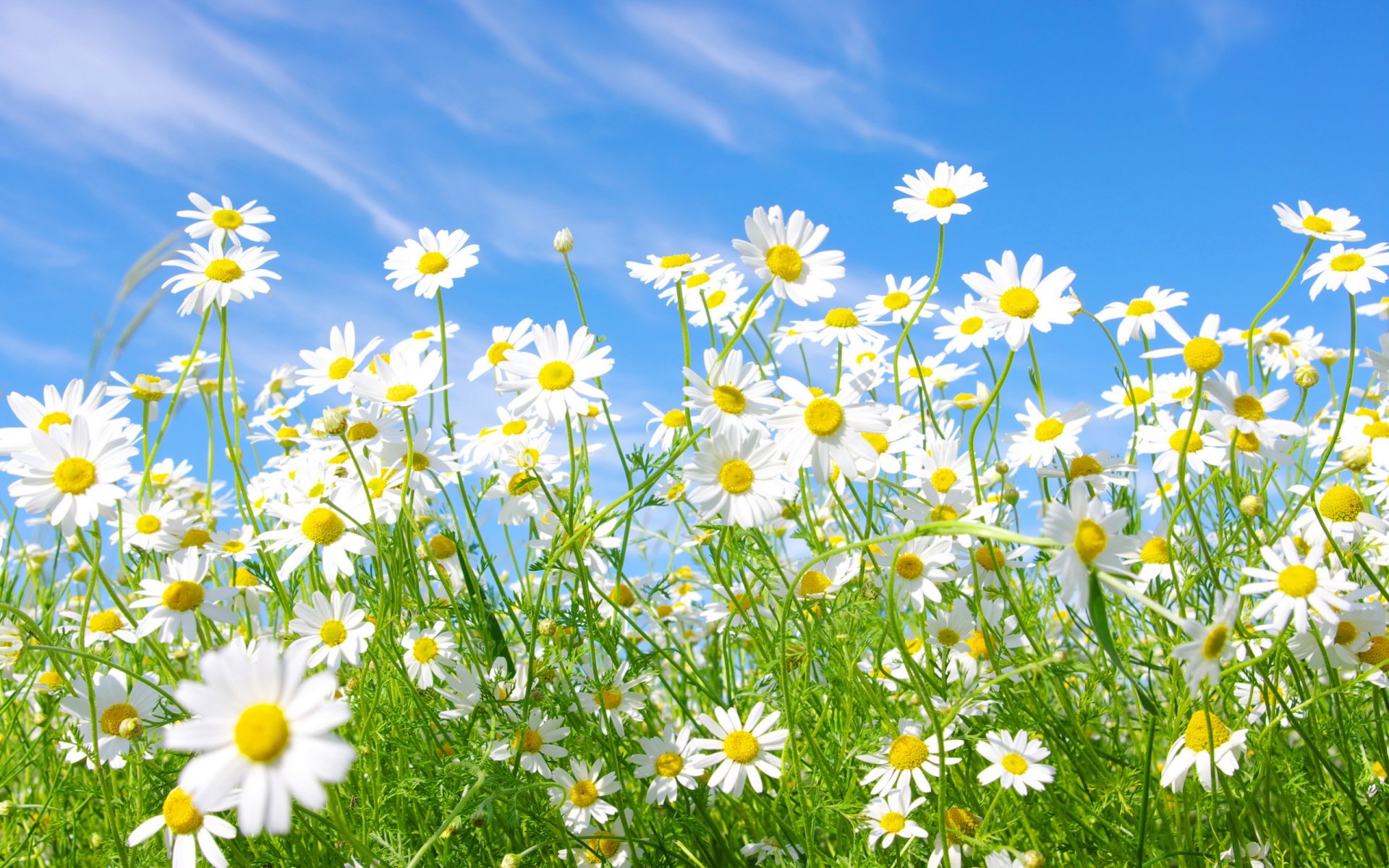 field chamomile white sky