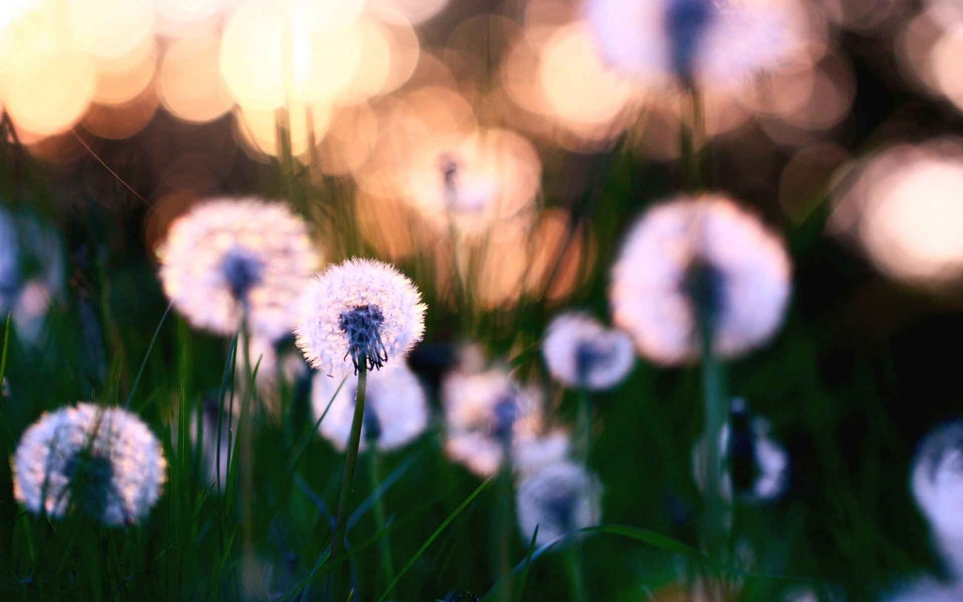 naturaleza claro hierba hojas flores dientes de león floración plantas desenfoque fondo fondo de pantalla