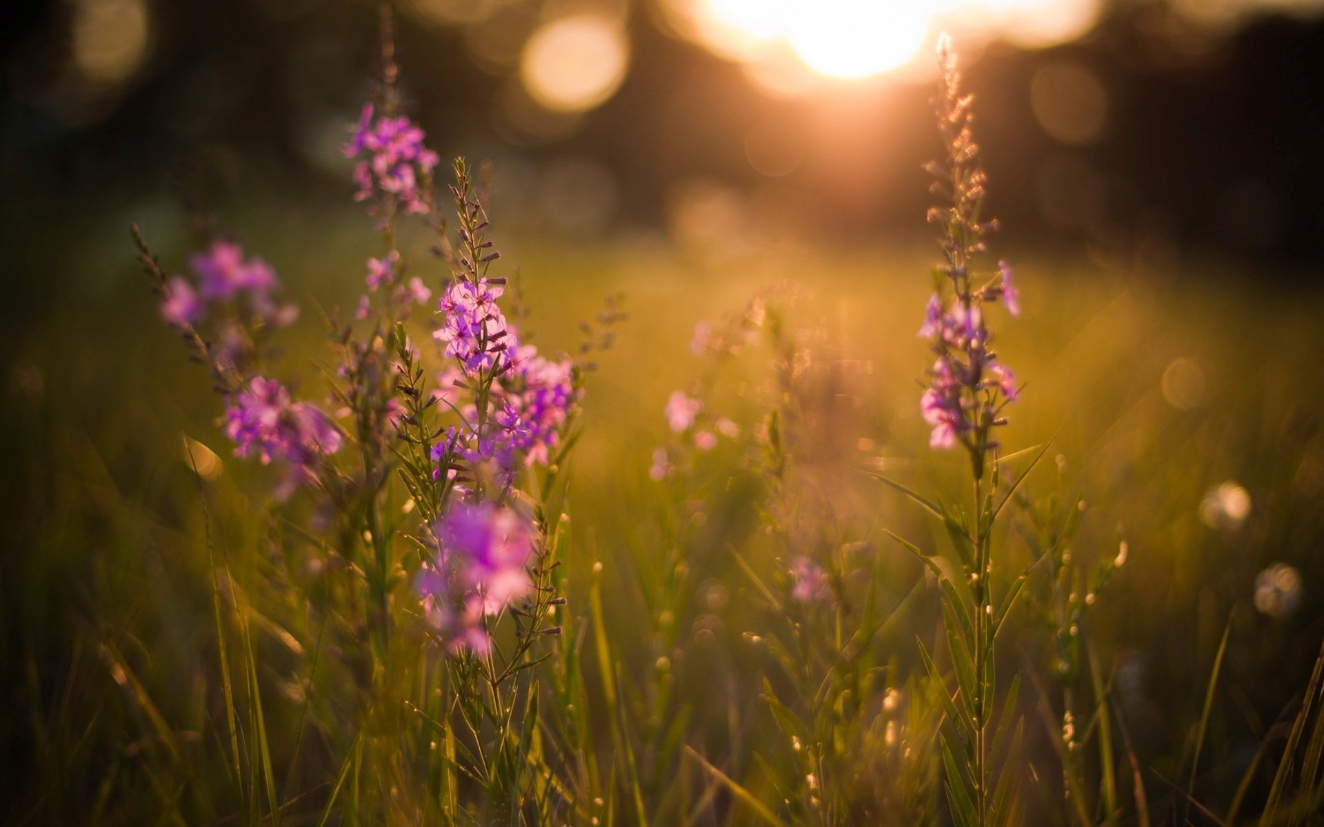 nature clairière fleurs soirée été soleil coucher de soleil lumière rayons éblouissement herbes plantes fond d écran