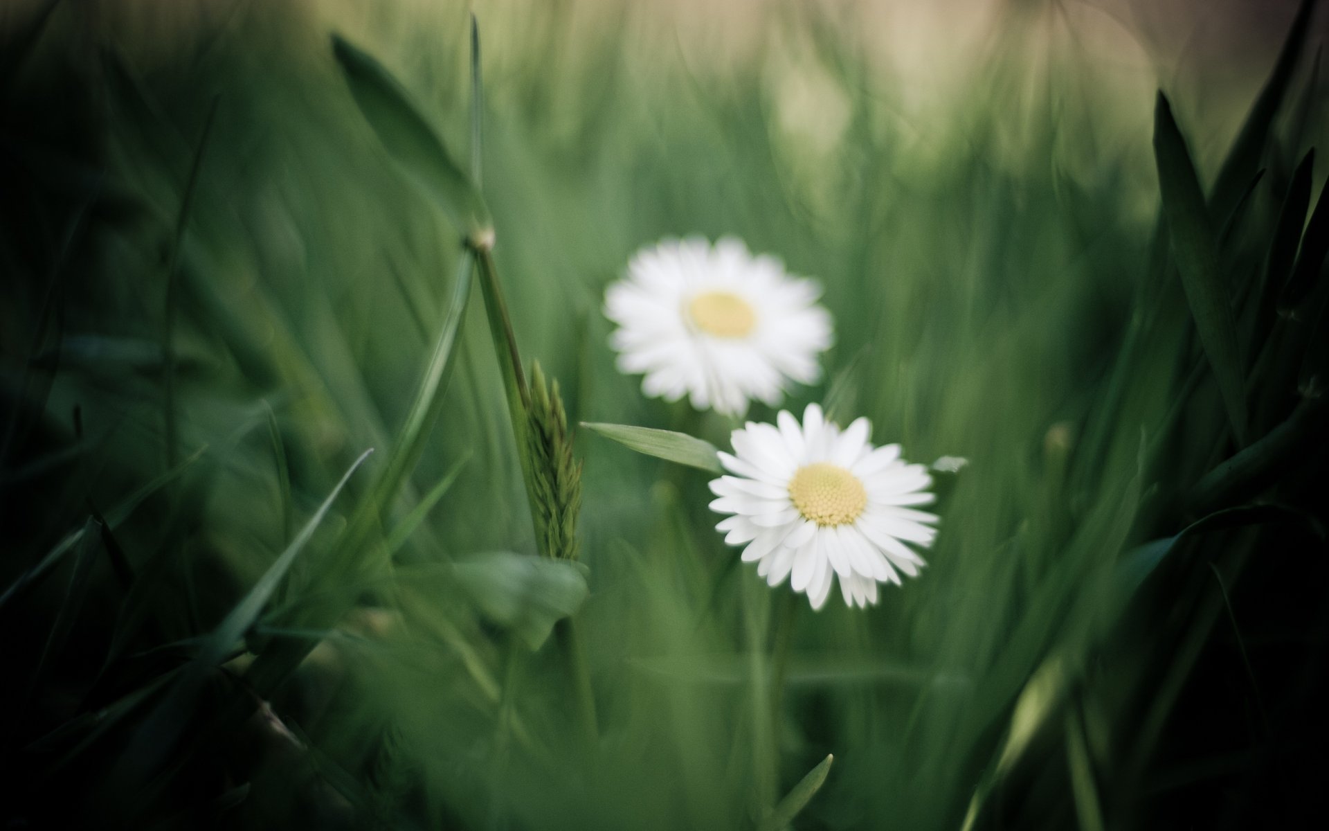 chamomile flower white petals grass green blur close up