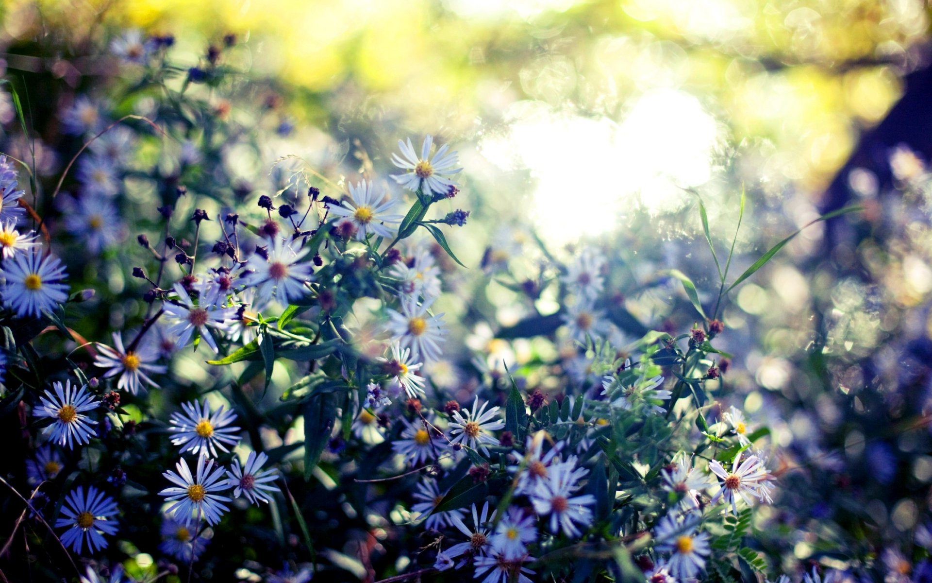 naturaleza plantas hojas flores colores floración verano bokeh desenfoque fondo fondo de pantalla