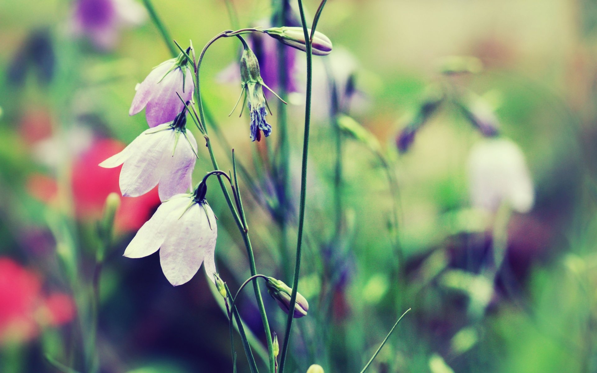 cloches fleurs plantes herbe couleur couleurs flou gros plan nature