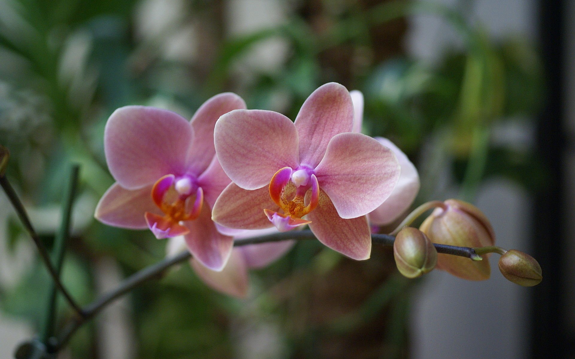 orchidée rose fleur beau papier peint fleurs exotic phalaenopsis rose beauté