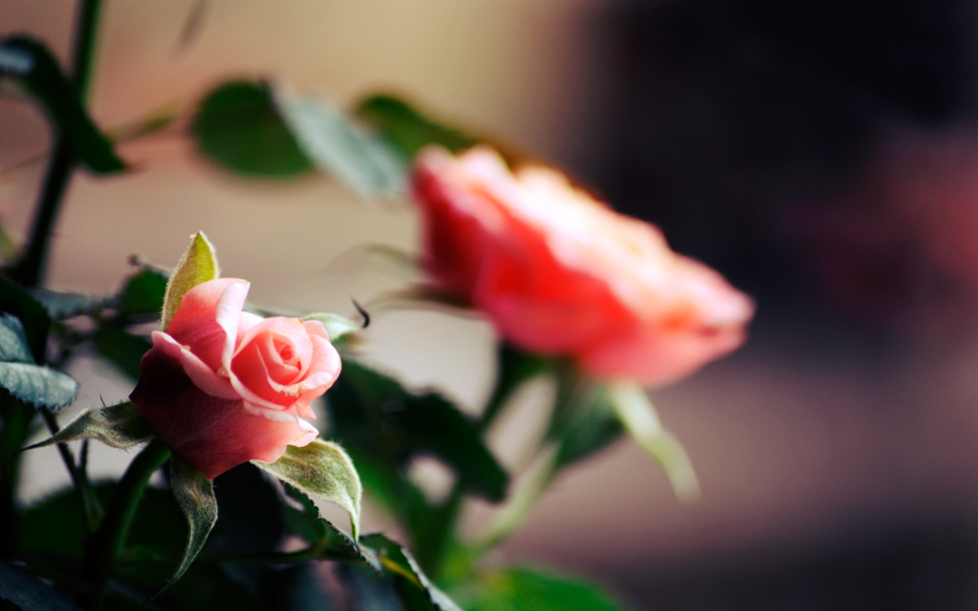 fiori fiore fioritura petali steli rose rosa