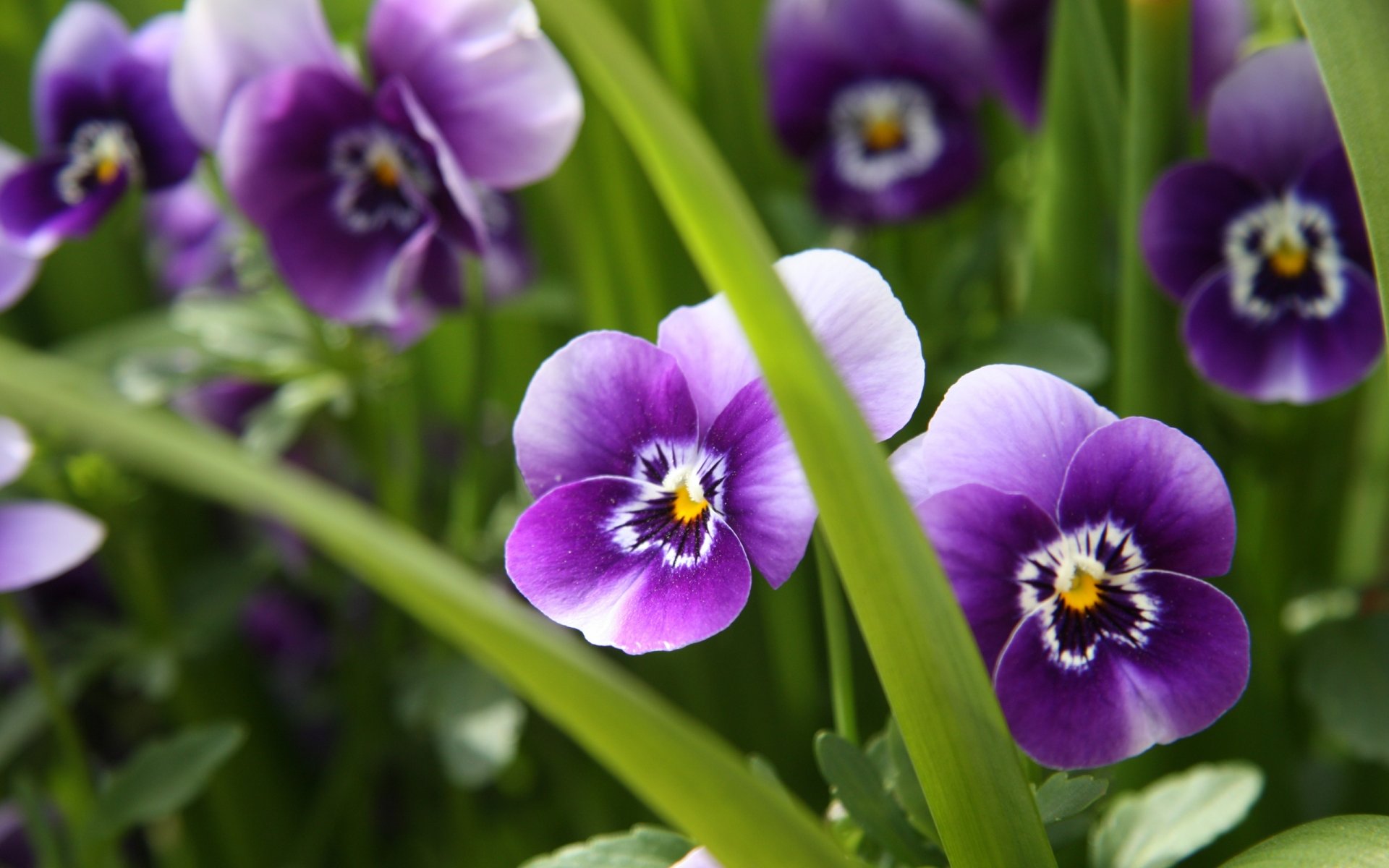 stiefmütterchen blumen lila gras grüns makro natur pflanzen