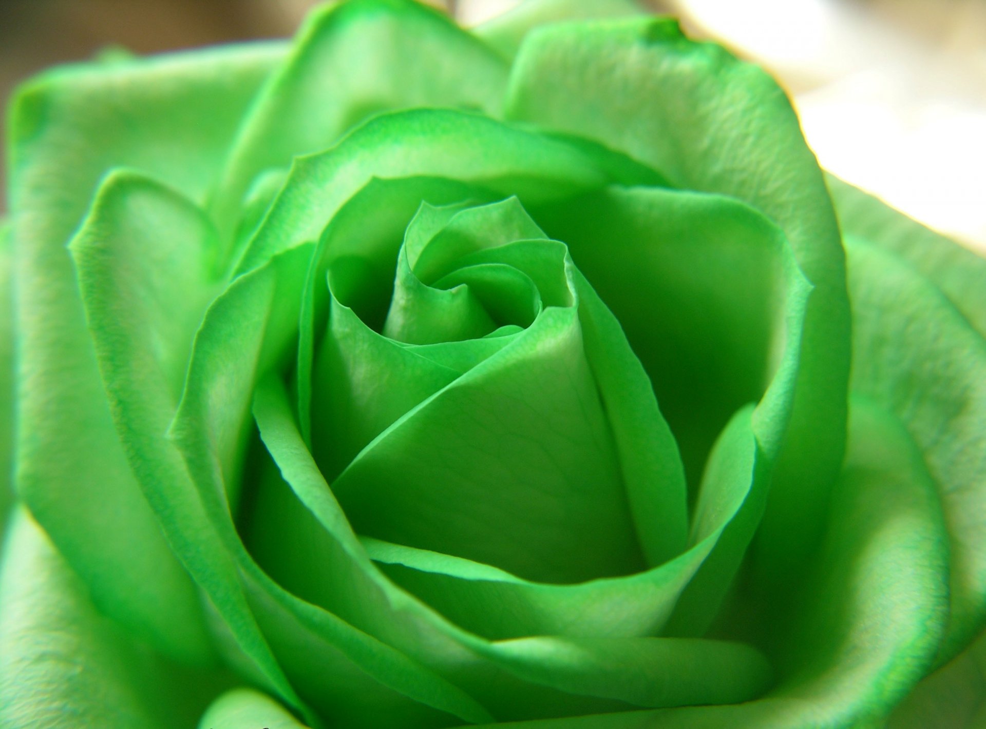 rose green flower beautiful wallpapers nature rose flowers petals beauty