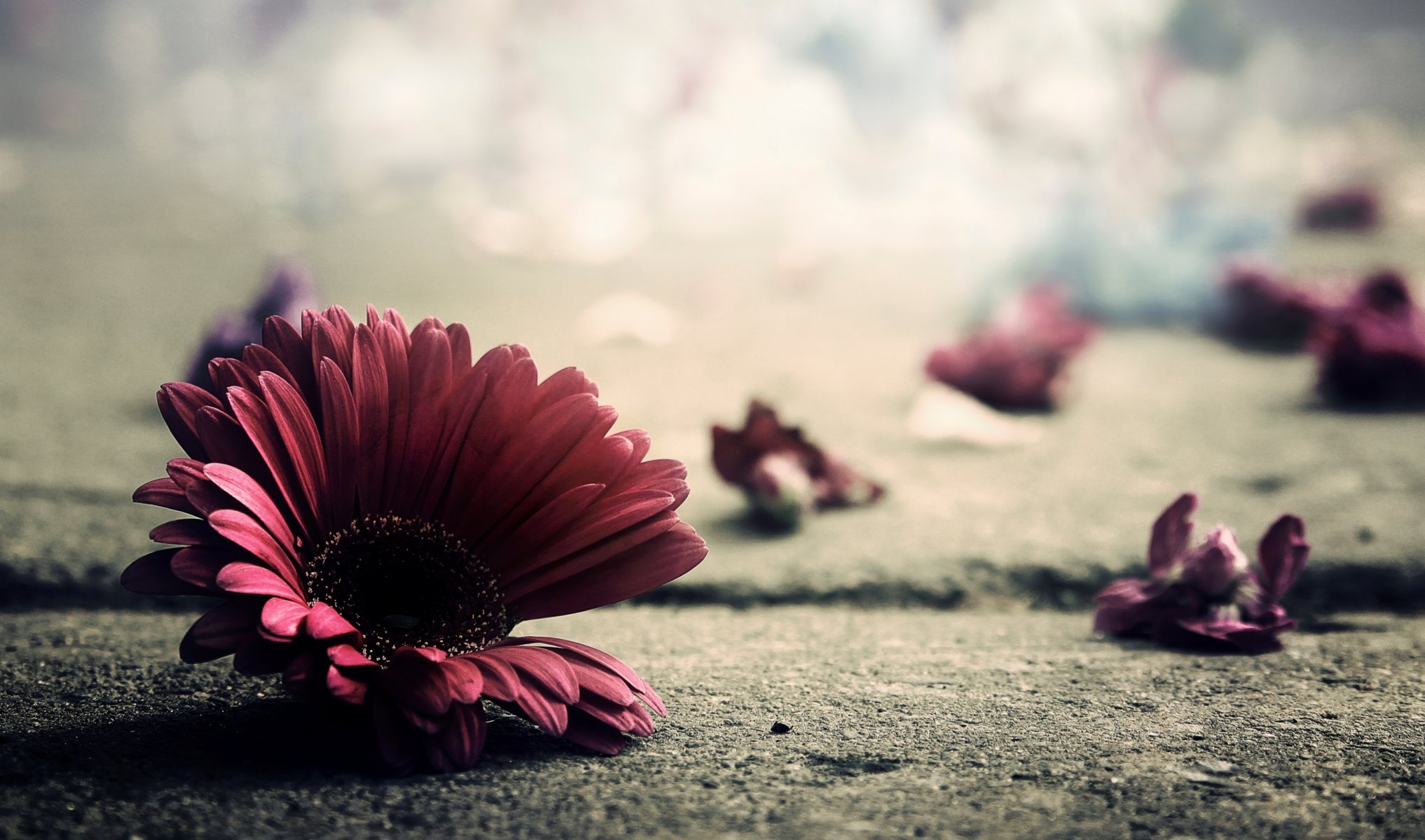 land asphalt close up photo petals flower gerbera