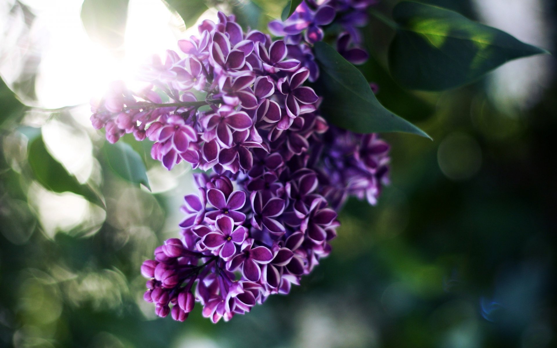 blumen flieder blätter licht strahlen unschärfe