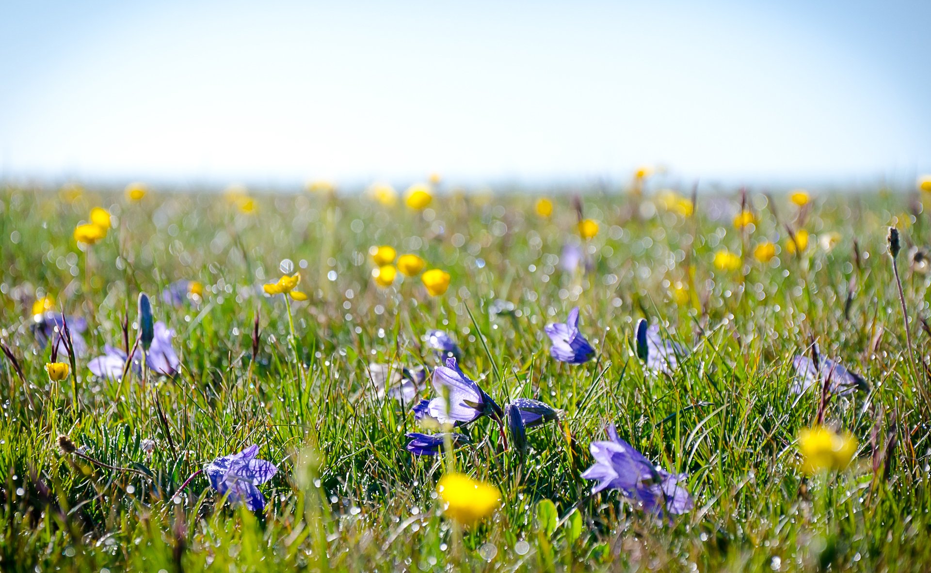 alpino prado campo rocío hierba flores