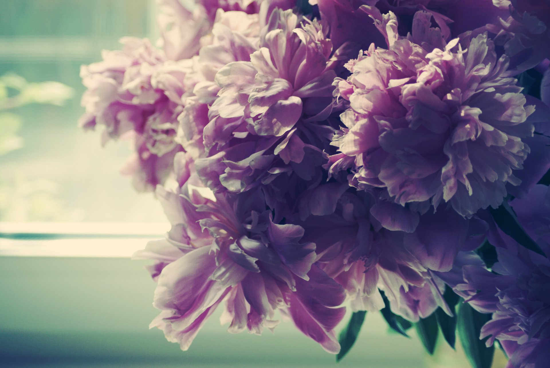 peonies bud petals morning window